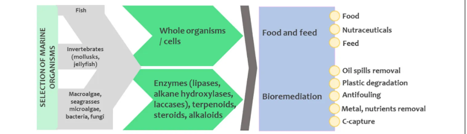 FIGURE 5 | The potential for using marine organisms in food and feed industries and for bioremediation processes.