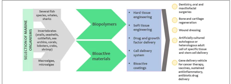FIGURE 6 | The potential for using marine organisms to produce biomaterials for medical use.