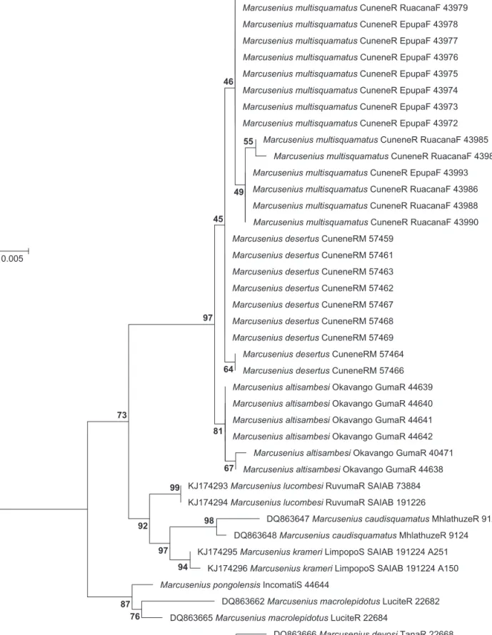 Figure 10: Molecular phylogeny of Marcusenius  species from Cunene River and some of their relatives, based on cytochrome b  sequences from the present study and from GenBank (M