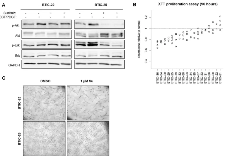 Fig 1. Proliferation and pathway-modulation by Sunitinib. (A) Western Blot analysis to analyze AKT phosphorylation (Ser473) was performed with 18 BTIC lines of which 2 representatives are shown