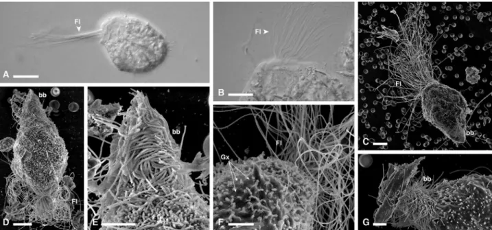 Figure 4.  Light and electron micrographs of R. pacha specimens. (A,B) DIC and (C–G) SEM images of  Runanympha pacha specimens from Comatermes perfectus showing the overall body shape, with flagella, tufts  of surface bacteria on the posterior tip of the c