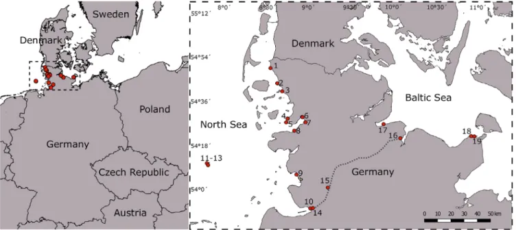 Fig. 1. Sites of the Blidingia samples in northern Germany processed in this study. Overview map about northern Germany with numbered sampling sites at the Wadden Sea (no