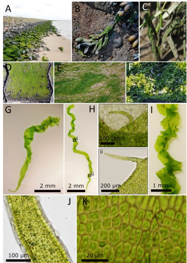 Fig. 3. Morphology of Blidingia marginata specimens from Germany. Population of B. marginata growing on a breakwater (A), epiphytic on Fucus vesiculosus (B) and Phragmites (C), on cobbles (D) and on sand (E)