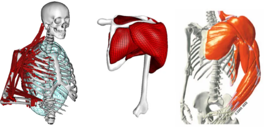 Figure 1.3: Various approaches to musculoskeletal modeling. From left to right, the illustrations are from [Chadwick et al., 2014], [Webb et al., 2014], and [Teran et al., 2005].