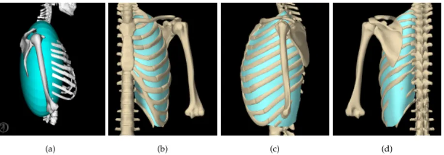 Figure 2.4: (a) Dynamic Arm Simulator of [Chadwick et al., 2014] showing that an ellipsoid may not be sufficient to geometrically approximate the ribcage