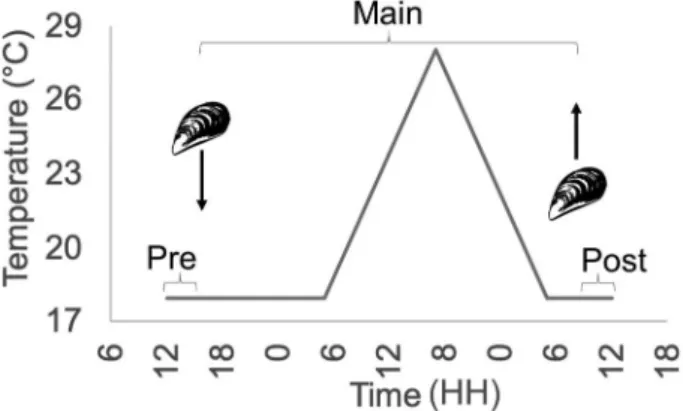 Fig. 2. An exemplary trial with a daily thermal ﬂuctuation cycle is indi- indi-cated. The main trial is preceded and followed by a pre- and post-trial period without ﬁlter-feeder, respectively
