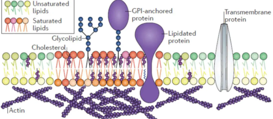 Figure 1.5: Lipid domains are enriched in saturated lipids and cholesterol. They can bind to  specific proteins