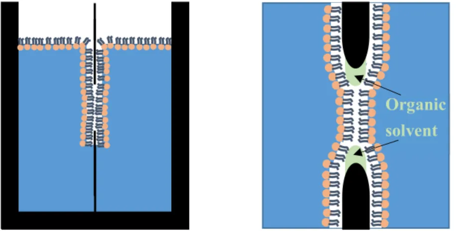 Figure  1.11:  Black  lipid  membrane,  produced  by  the  Montal-Mueller  technique.  Small  amounts of organic solvent remain within the bilayer