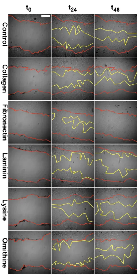 Figure 3. Representative images of scratches in the confluent SC monolayer at day zero (t 0 ), as well as  at 24 h (t 24 ) and 48 h (t 48 ) intervals. Scratch margins are marked in red and yellow color for t 0  and t 48 ,   respectively. Scale bar indicate