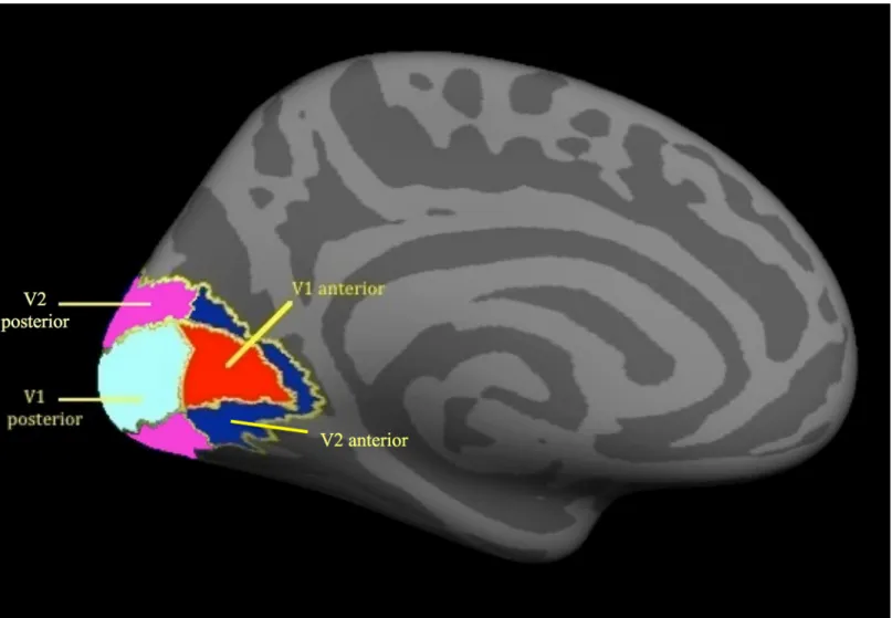 Fig 1. ROIs in the visual cortex. ROIs are depicted on the left hemisphere. Red – V1 anterior; Cyan – V1 posterior; Dark blue – V2 anterior; Magenta – V2 posterior