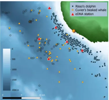 Fig. 2. Risso’s dolphin and Cuvier’s beaked whale foraging habitat and associ- associ-ated eDNA sampling stations