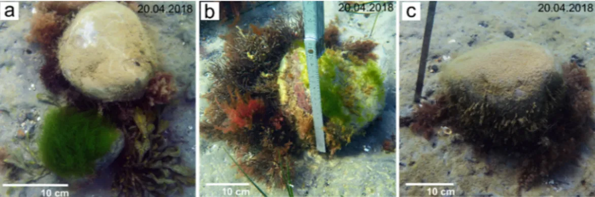 Figure 5. (a–c) Overturned cobbles on top of the gyttja in SA1. Free patches of space on top of the  cobbles enable the growth of early successional macroalgae, leading to a mosaic of different  suc-cessional stages within the habitat