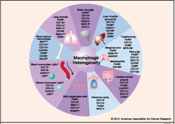 Figure 2 Macrophage heterogeneity (Adapted from Lavin et al, 2013) 25