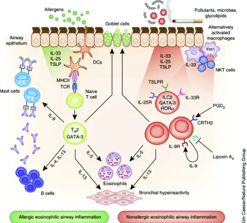 Figure 5 The immune response in asthma (Adapted from Lambrecht et al, 2015) 21
