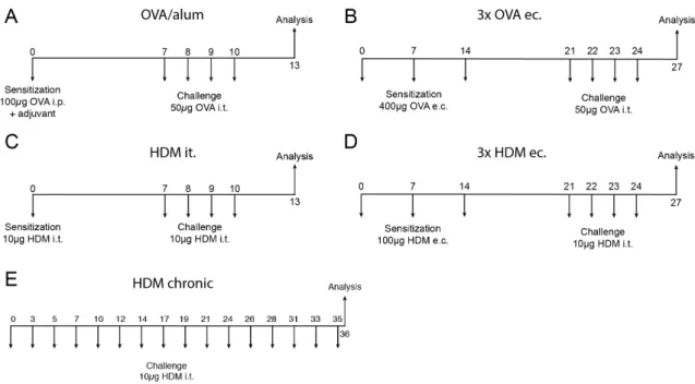 Figure 1. Treatment schemes of models of allergic airway inflammation 