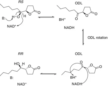 Figure 7.  Proposed mechanism for the epimerisation of RS to RR via ODL by the Nasonia SDRs in analogy  to the mechanism known from UDP-galactose 4-epimerase