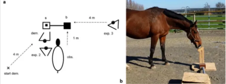 Fig. 1 Experimental setting: a positions of the horse (obs.), the  demonstrating person (dem.) the starting position (start dem.)  Experimenter 2 (exp