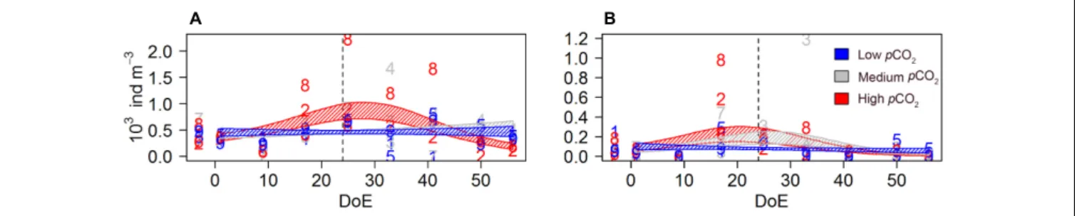 FIGURE 5 | Oncaea spp. abundances during the study period. (A) Adults, (B) copepodites