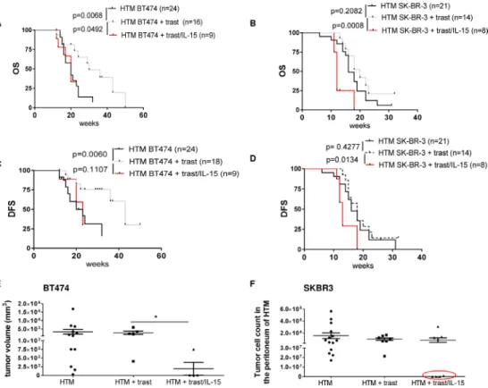 Figure 2: IL-15 immunostimulation influences the outcome of trastuzumab treatment in HTM