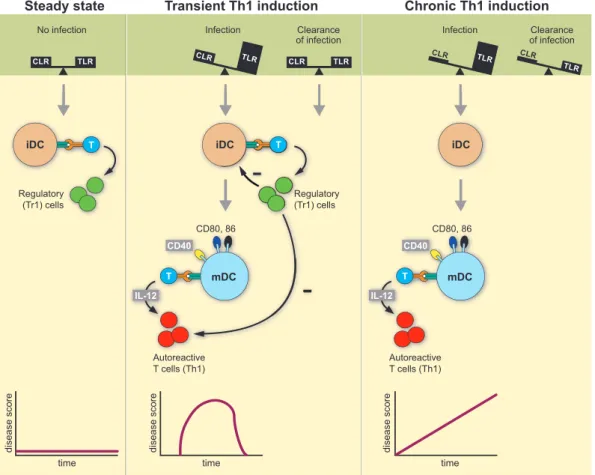Figure 1. Yin-Yang concept of autoimmunity: The type of autoimmune reaction that DCs induce when presenting antigen to T cells depends on environmental signals they receive through innate pattern recognition receptors