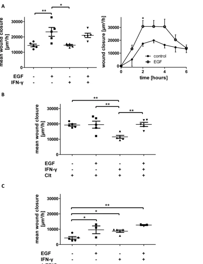 Fig 4. Potassium channel-dependent wound healing of IEC-18 with and without 5 nm EGF under baseline or IFN- γ pretreated conditions