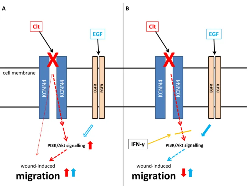 Fig 9. Hypothesized impact of KCNN4 inhibition on wound-induced migration and differential regulation by IFN- γ 