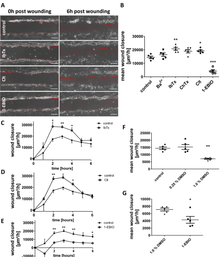 Fig 2. Regulation of intestinal epithelial wound healing by potassium channel modulation