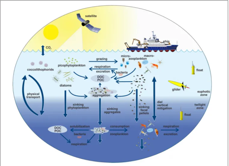 FIGURE 6 | Schematic of EXport Processes in the Ocean from Remote Sensing (EXPORTS) sampling campaign that includes ships, moorings, floats, gliders, sediment traps, and satellite observations