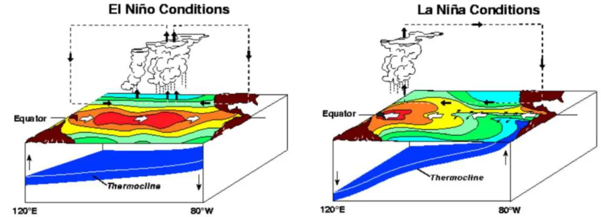 Figure 1.2: El Niño and La Niña onditions: during an El Niño (La Niña) event the thermoline is