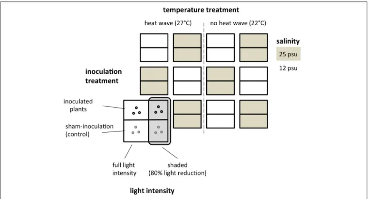 FIGURE 1 | Experimental design of the eelgrass-Labyrinthula multi-stressor experiment