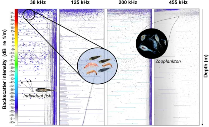 Fig. 5.2.   Fish (38 kHz) and zooplankton (125, 200 and 455 kHz) echogram from the surface to  2500 m depth for one station on the equator