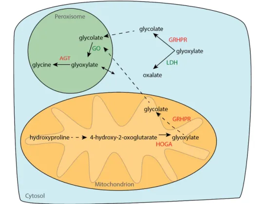 Fig. 2.1: Schematic of the hepatic glyoxylate metabolism. (AGT: alanine-glyoxylate aminotransferase,  GRHPR: glyoxylate reductase/hydroxypyruvate reductase, HOGA: 4-hydroxyl-2-oxoglutarate aldolase,  GO: glycolate oxidase, LDH: lactate dehydrogenase) 10,50