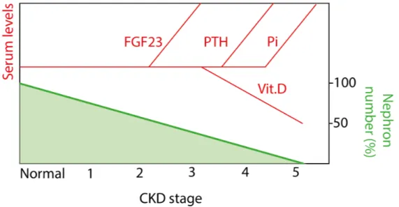 Fig. 3.1: Changes in serum biomarker levels and nephron number in CKD progression. Adapted from 