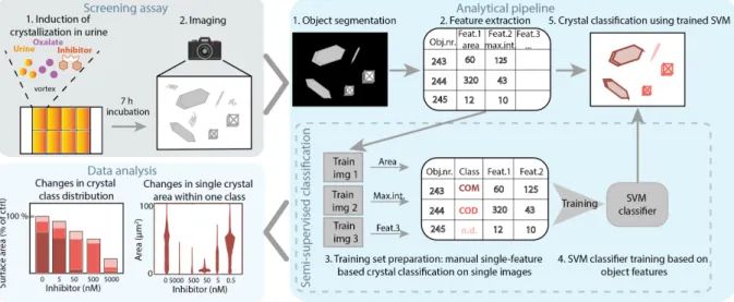 Fig. 4.2: Outline of the established CaOx screening assay. 