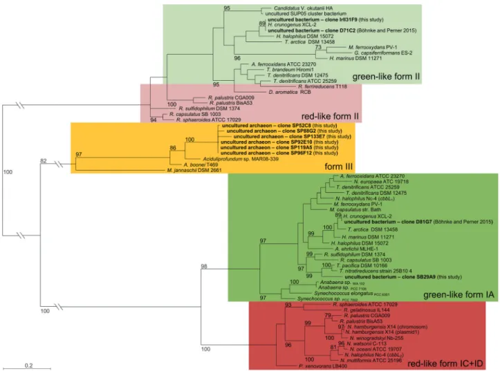 Fig. 2 Classi ﬁ cation of red-type and green-type forms I and II RubisCO genes. The classi ﬁ cation of identi ﬁ ed metagenome derived RubisCO genes are shown together with red-type and green-type form I (cbbL) and form II (cbbM) RubisCO genes of representa