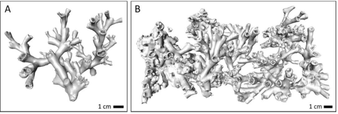 Figure 2 Example images of the CT scans of (A) a live coral fragment (orange coral branch from Leksa on-reef) and (B) dead coral framework from one basket of the cluster (Leksa off-reef).
