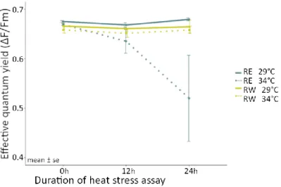 Figure 9 Photosynthetic efficiency Φ PSII as effective quantum yield (ΔF/Fm) over the duration of the heat sress  assay (treatment of either ambient = 29°C or heat = 34°C) of Pocillopora sp