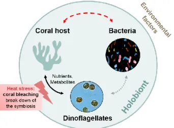 Fig.  1).  Despite  the  growing  body  of  studies  investigating  coral-associated  bacterial  microorganisms  (in  the  following  referred  to  as  ‘coral  microbiome’),  their  contribution  and 