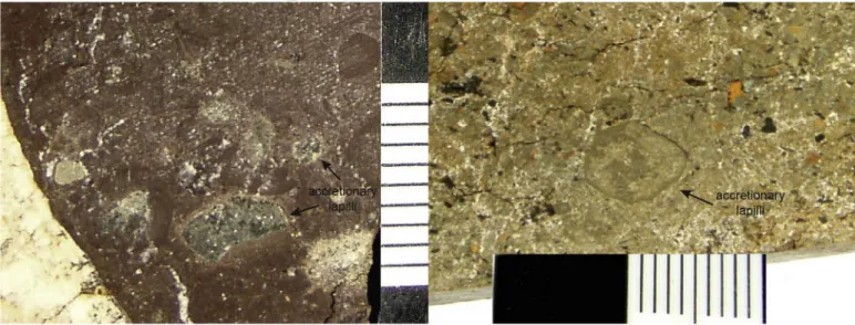Fig. 2. Photographs showing parts of accretionary lapilli tuffs sampled during the ROV dives (Werner et al., 2011)