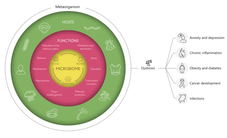 Fig. 1.  Functional interactions in metaorganisms. All eukaryotic  organisms live in a close and interdependent relationship with  their microbiome, including bacteria, viruses, and other small  eu-karyotes, and are therefore regarded as metaorganisms