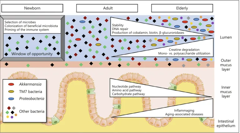 Fig. 3.  Molecular changes of intestinal host-microbiome interac- interac-tions during aging