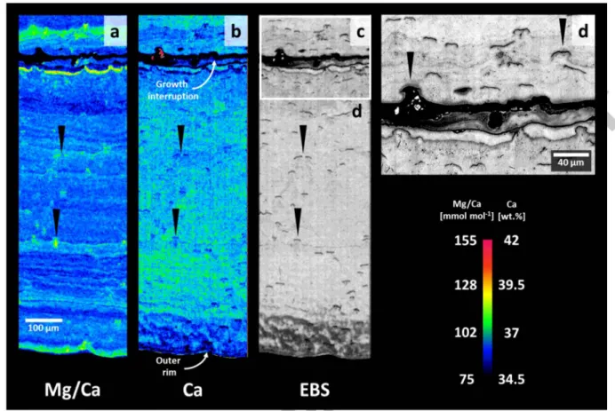 Fig.  6:  High  resolution  EMPA scans  of the outermost  1 mm  of a section  of bamboo  coral  USNM  10496 from the  Blake  Plateau