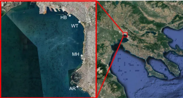 Figure 1. Study area in Thermaikos Bay, indicating the location of the four sampling sites (*)