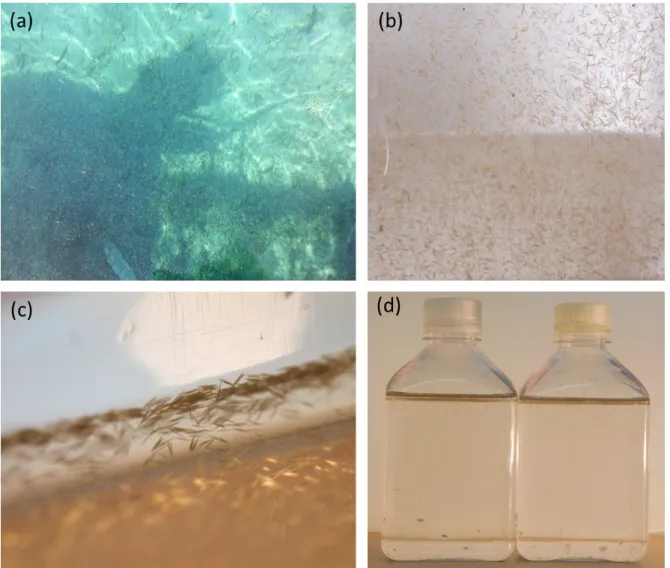 Figure S1. Observation and incubation of Trichodesmium bloom. (a) Saw-dust accumulation of  Trichodesmium colonies at IUI pier, Gulf of Eilat
