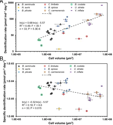 Fig. 1. Log – log plots and power regressions for individual foraminiferal denitrification rates (A) and volume-specific foraminiferal denitrification rates (B) against cell volume for benthic foraminifera from the Peruvian OMZ