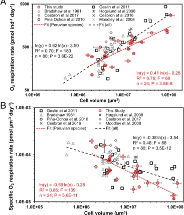 Fig. 2. Log – log plots for individual foraminiferal O 2 respiration rates (A) and volume-specific foraminiferal O 2 respiration rates (B) against cell volume for benthic foraminifera from the Peruvian OMZ and compared with the  litera-ture