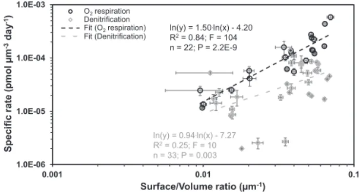 Fig. 4. Log – log plots and power regressions for volume-specific foraminif- foraminif-eral denitrification and O 2 respiration rates against surface/volume ratios for benthic foraminifera from the Peruvian OMZ