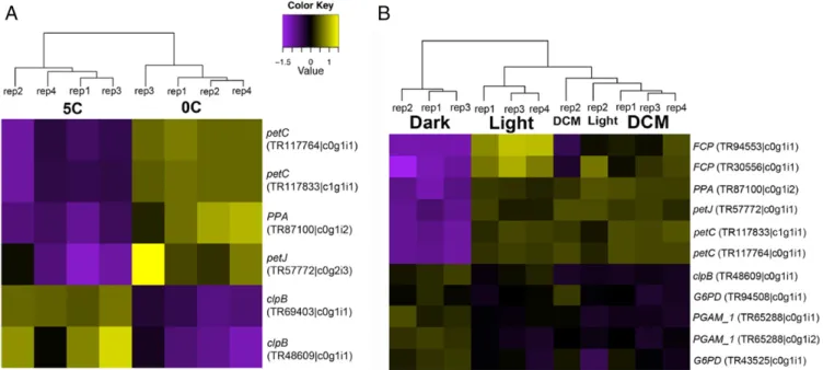 Fig. 4. Heatmaps depicting differential expression of HGT transcripts in Phaeocystis in response to (A) temperature and (B) light at a level of 2-fold.