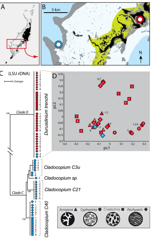 Figure 1.  Map of study sites and genotypic analysis for D. trenchii symbionts. The map (panel A,B) reflects the  sites across Palau where coral colonies were collected
