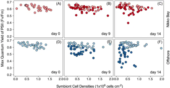Figure 2.  Temporal response to elevated temperature. 2-dimensional plots of cellular density (1  × 10 6  cells  cm −2 ) and maximum quantum yield of PSII (FvFm) by PAM fluorometry throughout the 14-day experiment